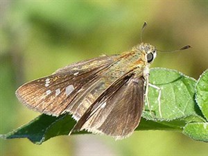 Zeller's Skipper - Borbo borbonica © John Muddeman